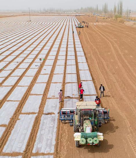 An unmanned machine for seeding and mulching sows cotton in a high-standard demonstration field in a village of Yaha township, northwest China’s Xinjiang Uygur autonomous region, March 26, 2021. (Photo by Yuan Huanhuan/People’s Daily Online)