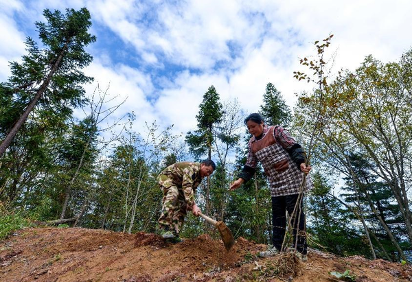 Forest rangers plant seedlings on a forest farm in Tongjiang county, Bazhong city, southwest China's Sichuan province, April 9, 2021. (Photo by Cheng Cong/People's Daily Online)