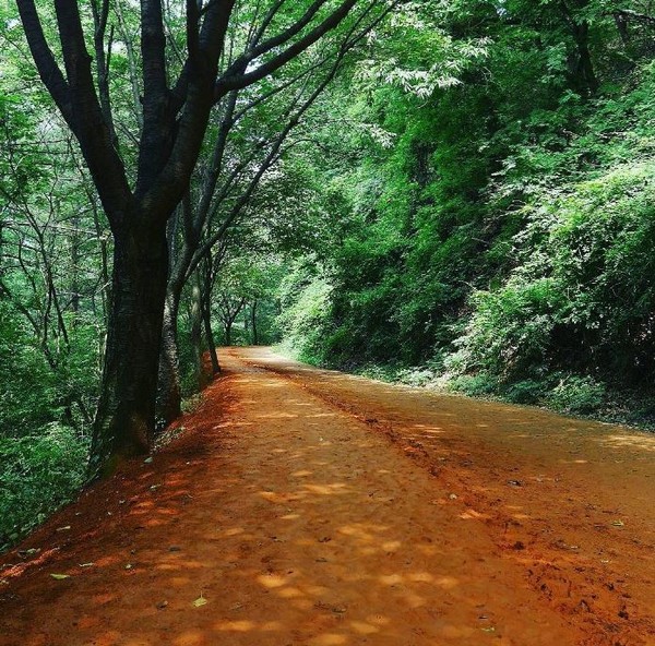 Gyejok Jountain Red Mus Trail in Daejeon