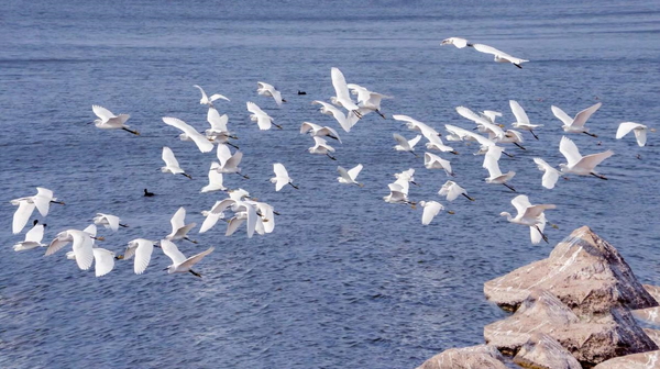 Egrets fly at the seaside in Xiapu county, Ningde city, southeast China's Fujian province, Nov. 7, 2021. (Photo by Zheng Peiluan/People's Daily Online)