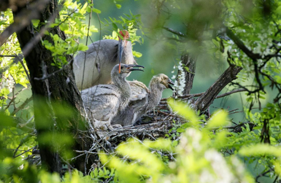 An adult crested ibis and two young birds rest on a tree near the Juhe River, Yaozhou district, Tongchuan, northwest China’s Shaanxi province, May 6, 2022. (Photo by Shi Tonggang/People's Daily Online)