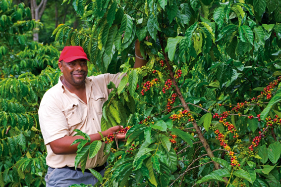 앙골라는 한때 커피와 사탕수수와 같은 농산물의 주요 생산국이자 수출국이었다.