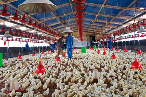 가금류 및 계란 농장 투자도 앙골라에서 매우 수익성이 높은 사업이다.