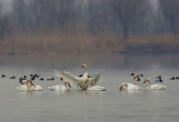 Photo shows birds in the Qilihai Wetland, north China's Tianjin municipality. (Photo courtesy of the management committee of the Qilihai Wetland nature reserve)