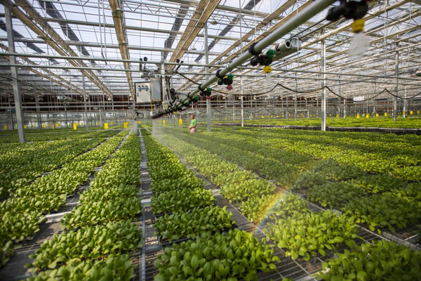 Oilseed rape seedlings are sprayed in an intelligent breeding greenhouse of a modern agricultural park in Guangrao county, Dongying, east China's Shandong province, July 4, 2022. (Photo by Liu Yunjie/People's Daily Online)