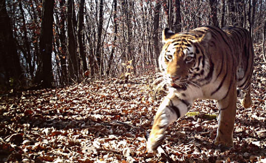 An image of a wild Siberian tiger is captured in the Northeast China Tiger and Leopard National Park. (Photo courtesy of the administration bureau of the Northeast China Tiger and Leopard National Park, National Forestry and Grassland Administration)