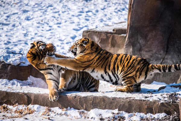 Two Siberian tigers are being trained in Harbin, northeast China's Heilongjiang province, Jan. 28, 2018. (Photo by Wang Zhaobo/People's Daily Online)