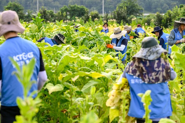 KT&G 임직원들이 지난 5일 경북 문경시 가은읍에 위치한 잎담배 농가를 방문해 수확 봉사를 진행했다.