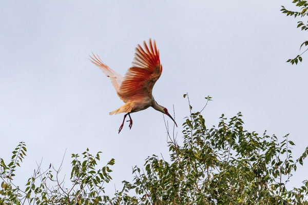 Photo taken in September 2019 shows a crested ibis in northwest China's Shaanxi province. (Photo by Meng Wu/People's Daily Online)