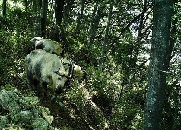 Photo taken in October 2016 shows takins wandering in a nature reserve in northwest China's Shaanxi province. (Photo by Li Dehua, Miu Tao/People's Daily Online)