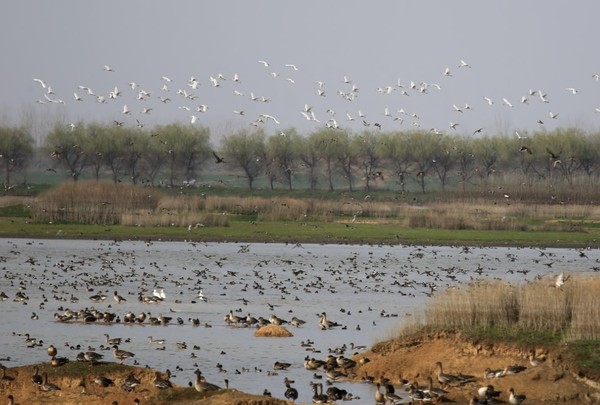 Migratory birds are observed in a wetland in the Fuhe River, Wuhan, central China's Hubei province, Feb. 16, 2021. (Photo by Huang Min/People's Daily Online)