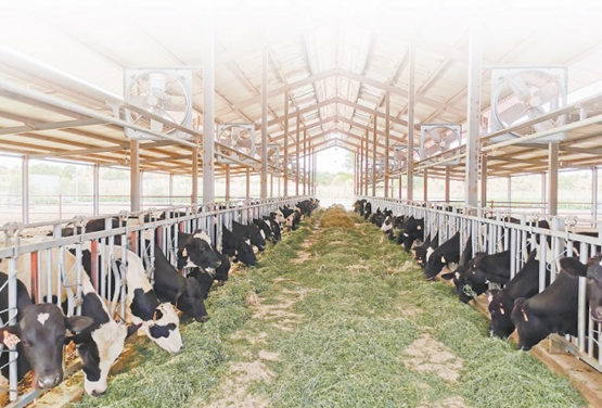 Photo shows cows bred at an animal husbandry technology demonstration center aided by China in Mauritania. (Photo courtesy of the demonstration center)