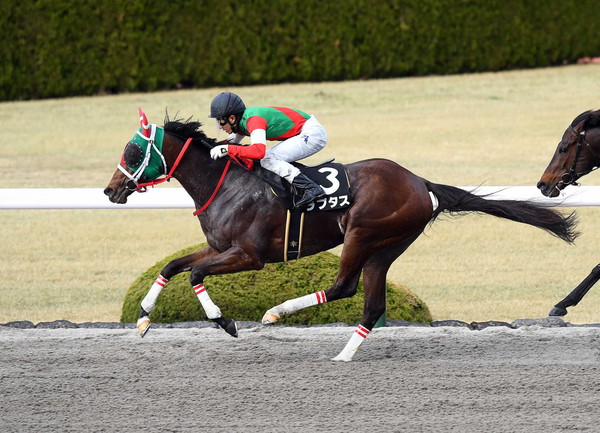 코리아스프린트 일본마 랩터스 (출처: Aichi Horse Racing Association)