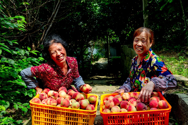 Farmers pick peaches in Gexianshan township, Pengzhou, southwest China's Sichuan province, July 8, 2021. (Photo by Zhang Hong/People's Daily Online)