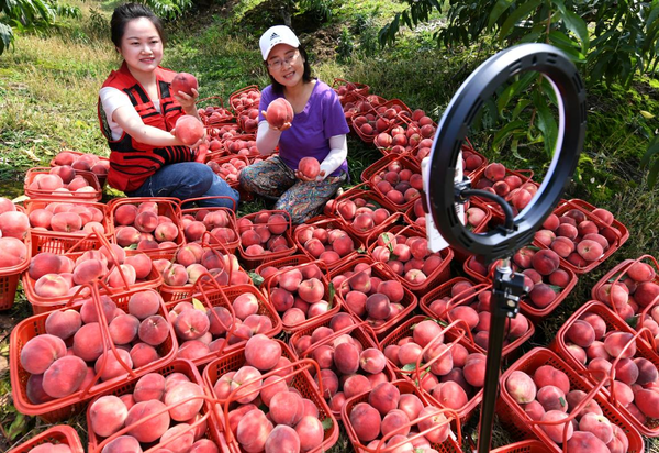 Volunteers from the publicity department of Daguan district, Anqing, east China's Anhui province help farmers sell peaches on a livestreaming platform, June 14, 2022. (Photo by Xiang Shunping/People's Daily Online)