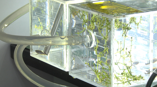 The Wentian module is equipped with a biotechnology experimental system and an ecological life support experimental system developed by Shanghai Institute of Technical Physics, Chinese Academy of Sciences. The two systems are expected to offer continuous support for conducting diverse, large-scale and systematic life science experiments and researches in space. Photo shows a small controlled ecological life support system consisting of zebrafish, aquatic plants and microorganisms. (Photo courtesy of Shanghai Institute of Technical Physics, Chinese Academy of Sciences)