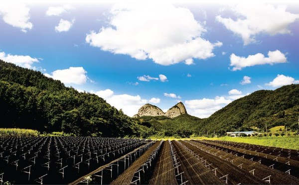 Maisan Mountain and red ginseng field