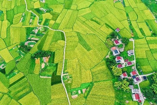 Photo taken on Sept. 12, 2022 shows a village surrounded by green fields in Sanmen county, Taizhou, east China's Zhejiang province. (Photo by Lin Lijun/People's Daily Online)
