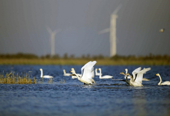 Swans that have just migrated to an old course of the Yellow River in Lijin county, Dongying, east China's Shandong province are foraging, October 2017. (Photo by Zhao Wenchang, Zhou Guangxue/People's Daily Online)