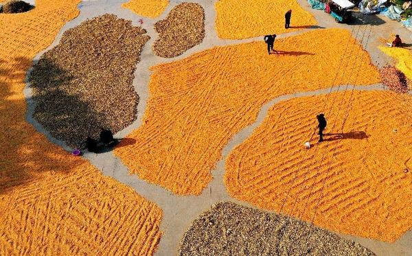 Farmers sun-dry corns and peanuts in Panji village, Yangyi township, Ningling county, Shangqiu, central China's Henan province, Sept. 23, 2022. (Photo by Lv Zhongxiang/People's Daily Online)
