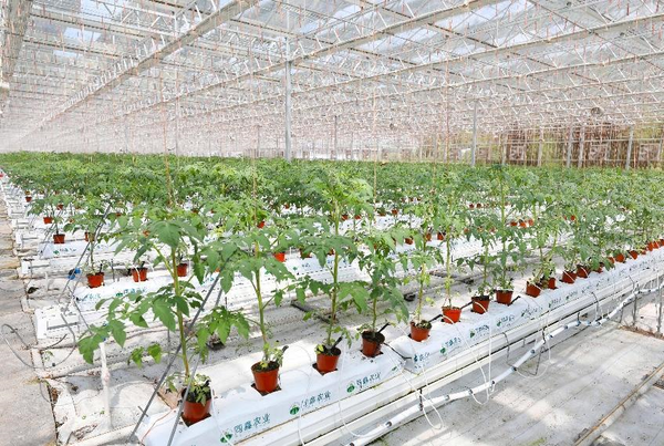 Photo taken on Aug. 3, 2022 shows tomatoes grown in an intelligent greenhouse in southwest China's Chongqing municipality. (Photo by Liu Hui/People's Daily Online)