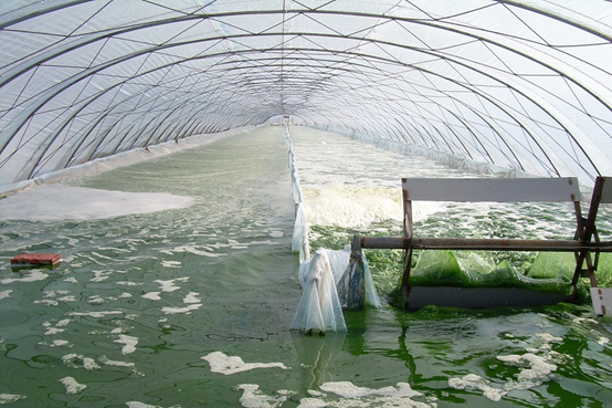 Photo shows a greenhouse for spirulina breeding in an industrial park in Yanchi county, northwest China's Ningxia Hui autonomous region. (Photo courtesy of the publicity department of Yanchi county)
