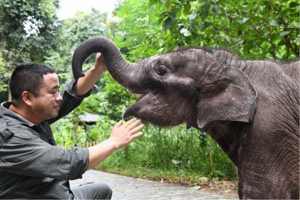 Veterinarian Bao Mingwei of the Asian Elephant Breeding and Rescue Center in southwest China's Yunnan province performs a physical examination for elephant Longlong, Aug. 11, 2021. (Photo by Li Yunsheng/People's Daily Online)