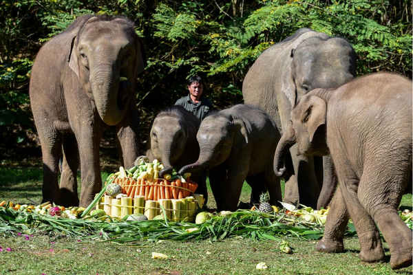 The Asian Elephant Breeding and Rescue Center in southwest China's Yunnan province celebrates the first birthday of elephant Xiaojiu, Feb. 22, 2021. Xiaojiu, born on Feb. 22, 2020, is the ninth elephant bred at the center through natural propagation. (Photo by Li Ming/People's Daily Online)