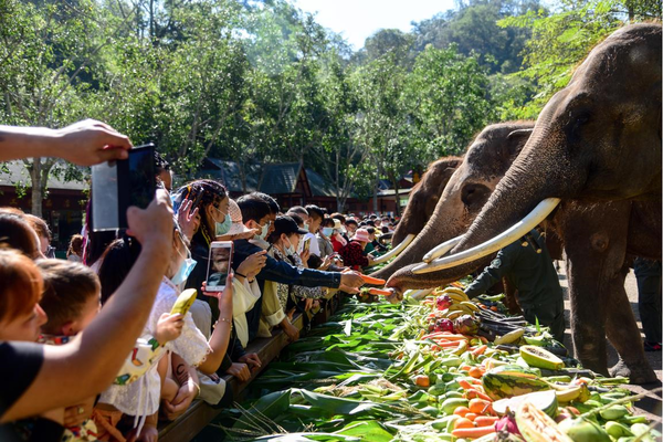 People feed elephants in Xishuangbanna Dai autonomous region, southwest China's Yunnan province, Feb. 22, 2021. (Photo by Li Ming/People's Daily Online)