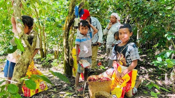 Photo shows villagers of Quirilelo, Timor-Leste picking coffee beans. Under the assistance from the Chinese Embassy in Timor-Leste, the village's coffee production has seen significant improvement. (Photo by Sun Guangyong/People's Daily)