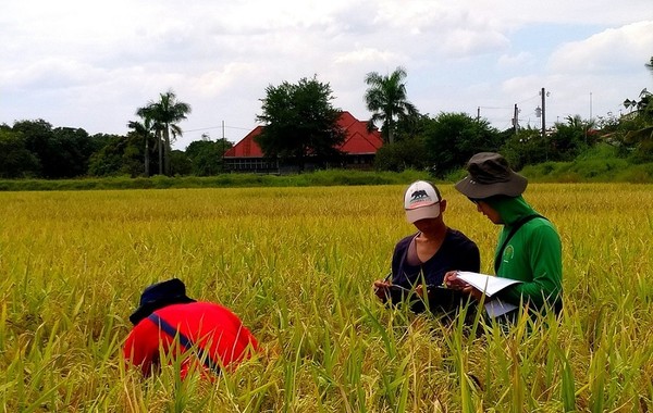 A Chinese expert records rice growth in a hybrid rice planting demonstration site in the Philippines. (Photo courtesy of the Philippine-Sino Center for Agricultural Technology)