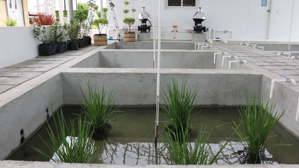 Hybrid rice seedlings are cultivated. (Photo courtesy of the Philippine-Sino Center for Agricultural Technology)