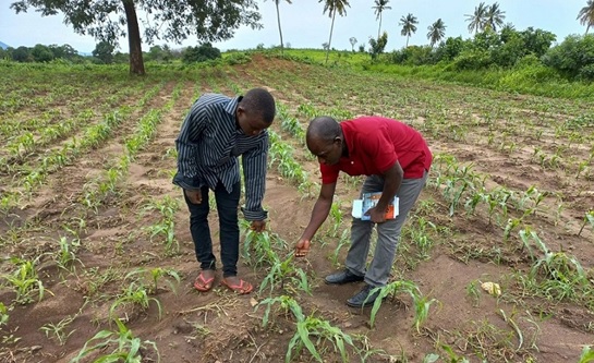 An agriculture official of Morogoro region, Tanzania checks soybean growth with a local farmer. (Photo courtesy of the College of International Development and Global Agriculture, China Agricultural University)