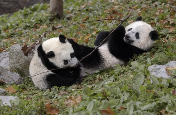 Giant pandas play at Shenshuping base of China Conservation and Research Center for Giant Pandas in Wolong National Nature Reserve, southwest China's Sichuan province, Oct. 28, 2022. (Photo by Chen Xianlin/People's Daily Online)