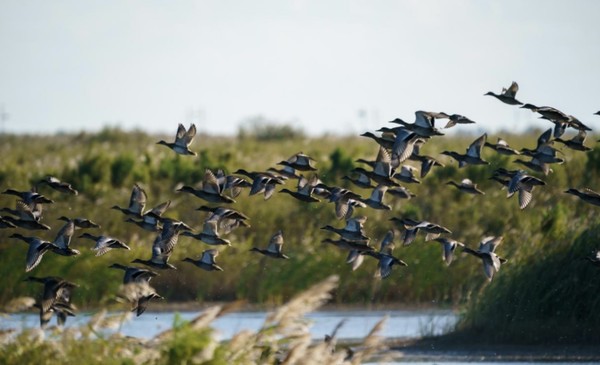 Birds fly over a wetland in a national-level nature reserve of the Yellow River Delta in east China's Shandong province, Oct. 10, 2022. (Photo by Zhao Yingli/People's Daily Online)