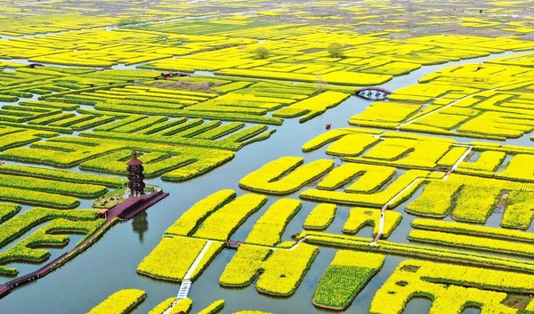 Photo taken on March 26, 2022 shows blossoming rape flowers in the Qianduo scenic area in Xinghua, east China's Jiangsu province. (Photo by Meng Delong/People's Daily Online)