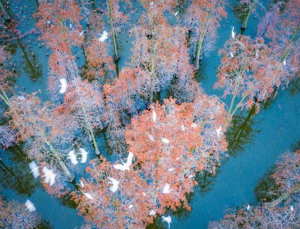 Photo shows the Zhangdu Lake wetland in Xinzhou district, Wuhan, central China's Hubei province. (Photo by Zhao Guangliang/People's Daily Online)