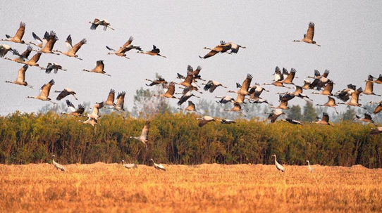 Common cranes fly over a wetland in Yueyang, central China's Hunan province, Nov. 9, 2022. (Photo by Guo Liliang/People's Daily Online) 
