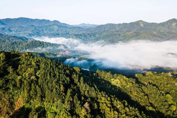 Photo shows the scenery in the Hainan Tropical Rainforest National Park. (Photo courtesy of the National Forestry and Grassland Administration)