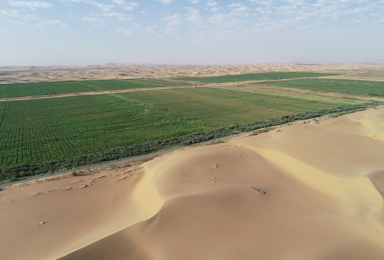 Photo shows an oasis "grown" by a research team from China's Chongqing Jiaotong University in the Ulan Buh Desert, north China's Inner Mongolia Autonomous Region. (Photo provided by the research team)