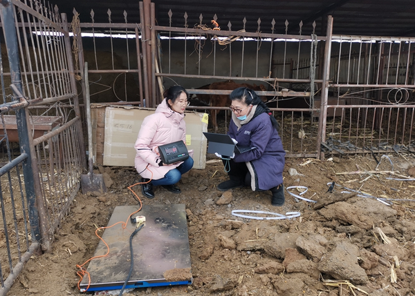 Professor Yu Yinhui with the College of Communication Engineering, Jilin University employs 5G and Internet of Things technologies in an agricultural pair assistance program in Linhai village, Tongyu county, Baicheng, northeast China's Jilin province, November 2021. (Photo from Jilin University)