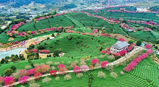 Photo taken in February 2022 shows a beautiful view of a tea plantation in Yongfu township, Longyan city, southeast China's Fujian province. (Photo by Zhu Haipeng/People's Daily Online)