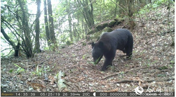 A photo of a wild black bear, a species listed as a national second-class protected species, is captured by an infrared camera in the Longqi Mountain National Nature Reserve in southeast China's Fujian province. (Photo/People's Daily Online)