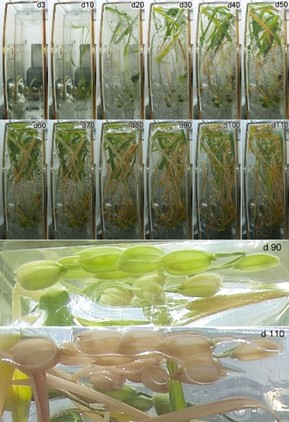 This combo photo shows representative images of rice samples at different stages in the life ecology experiment cabinet of China's Wentian lab module, with figures at the upper right corner of each image marking the number of days since the experiment started. (Photo from the website of the Chinese Academy of Sciences.)