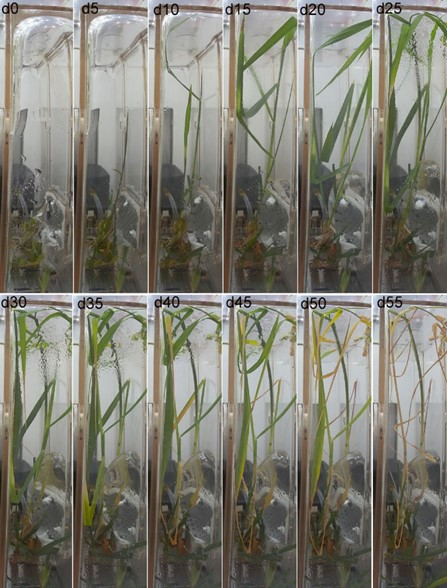 The combo photo shows the growth of ratooning rice in space. Figures at the upper right corner of each image represent the number of days after pruning. (Photo from the website of the Chinese Academy of Sciences.)