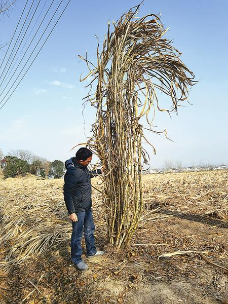 Photo shows Giant Juncao grass. (Photo from Yanfu People's Daily)