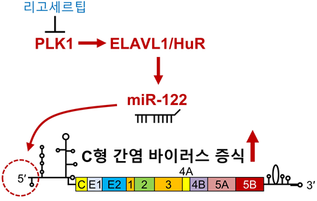 miR-122 조절 상위 신호전달 메커니즘