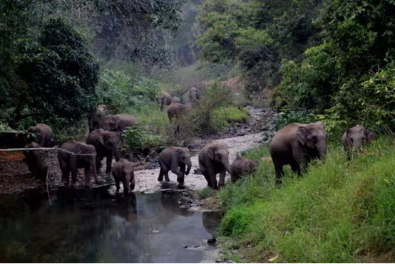 Fifteen wild Asian elephants embark on an adventure in the summer of 2021 in southwest China's Yunnan province, making global headlines. (Photo courtesy of the Asian elephant work steering group under the National Forestry and Grassland Administration)
