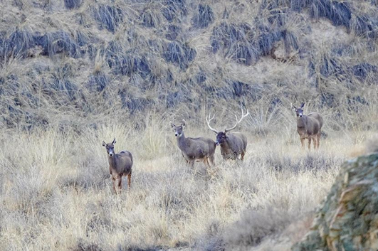 Photo shows Thorold's deer, or white-lipped deer, ambling at the northern foot of the mountains in the Qilian Mountain National Park in northwest China's Gansu province, Nov. 2, 2022. (Photo by Zhang Hanjun/People's Daily Online)