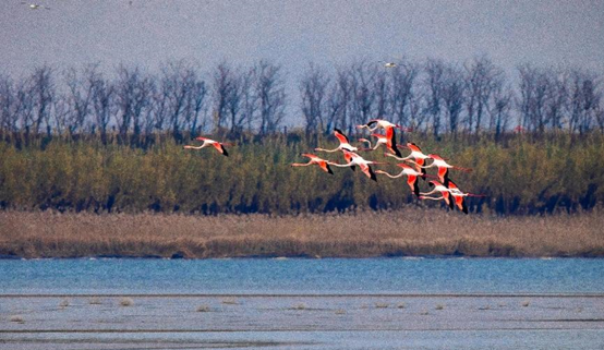 Photo taken on Dec. 15, 2022 shows flamingoes hovering over the Tiaozini Wetland in Dongtai city, east China's Jiangsu province. (Photo by Sun Jialu/People's Daily Online)